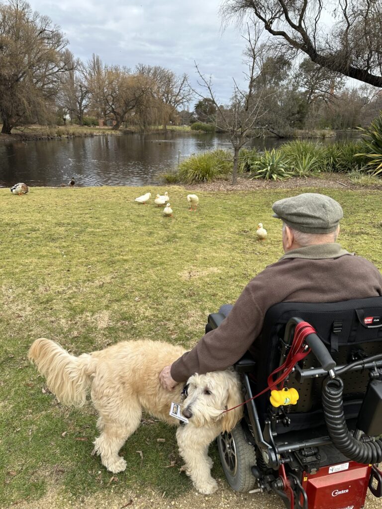 a man in a wheelchair looking out over a lake and with his armed draped lovingly across a blonde Groodle